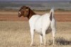 1X BOER GOAT STUD 7-039 PREGNANT DOE WELGELEE BOERBOKSTOET - 3