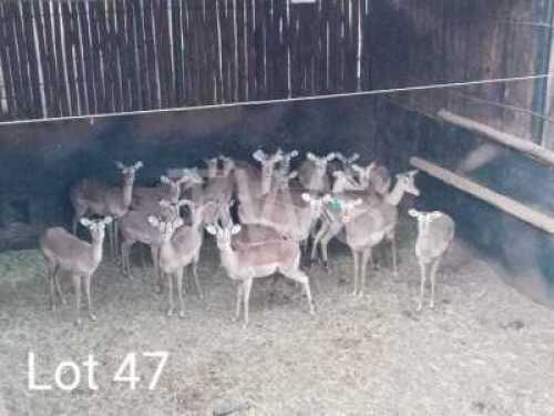 M: 2 V/F: 20 T: 22+2 x Rooibok/Impala Leeuwdorings/Derdepoort (Pay per Piece to take the lot)