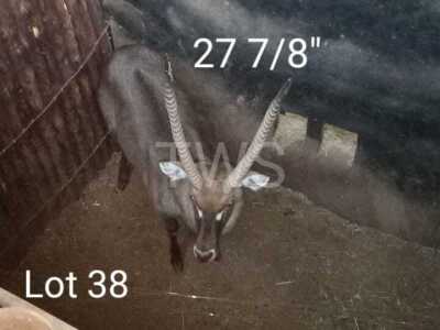 M: 1 x Waterbok/Waterbuck Manketti Ferroland