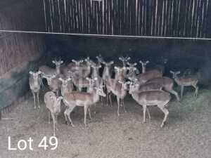 M: 2 V/F: 18 T: 20+3 x Rooibok/Impala Leeuwdorings/Derdepoort (Pay per Piece to take the lot)
