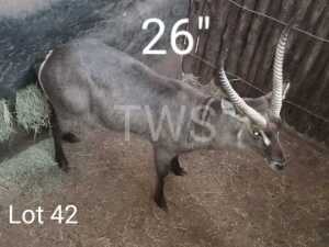 M: 1 x Waterbok/Waterbuck Manketti Ferroland