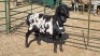 1X PERSIE RAM PIZEL BOERDERY
