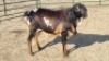 1X PERSIE RAM PIZEL BOERDERY