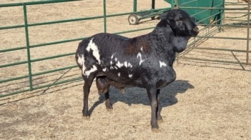 1X PERSIE RAM PIZEL BOERDERY