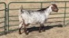 1X CAPE SKILDER DOE LIVESTOCK 88 84 (PTY) LTD.