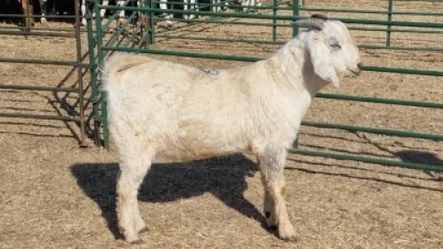 1X SAVANNA BUCK LIVESTOCK 88 84 (PTY) LTD.