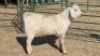 1X SAVANNA BUCK LIVESTOCK 88 84 (PTY) LTD.