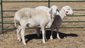 2X VAN ROOYEN EWE MK LIVESTOCK / MICHELLE BURGESS