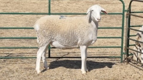 1X MEATMASTER EWE MK LIVESTOCK / MICHELLE BURGESS