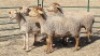 4X MEATMASTER EWE MK LIVESTOCK / MICHELLE BURGESS