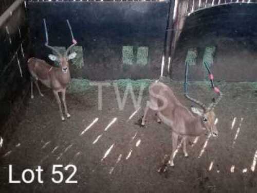 M: 2 x Rooibok/Impala Manketti Ferroland (Pay per Piece to take the lot)