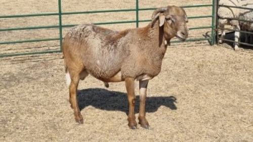 1X MEATMASTER RAM MK LIVESTOCK / MICHELLE BURGESS