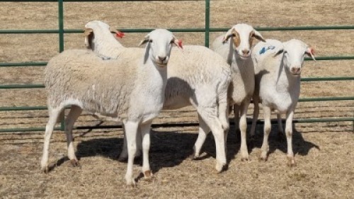 4X MEATMASTER EWE MK LIVESTOCK / MICHELLE BURGESS