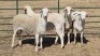 4X MEATMASTER EWE MK LIVESTOCK / MICHELLE BURGESS