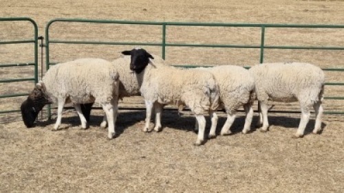 5X DORPER EWE DWP DU TOIT
