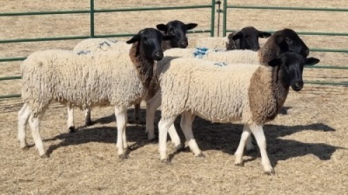 5X DORPER EWE DWP DU TOIT