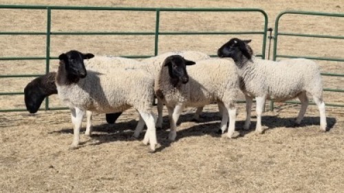 4X DORPER EWE DWP DU TOIT
