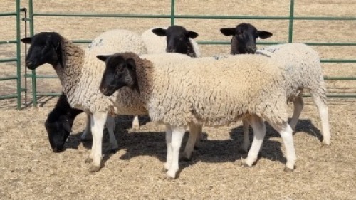 5X DORPER EWE DWP DU TOIT