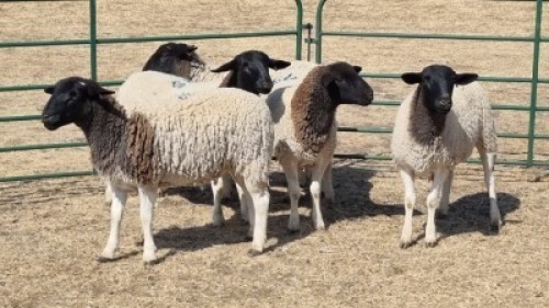5X DORPER EWE DWP DU TOIT
