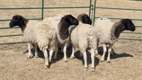 5X DORPER EWE DWP DU TOIT