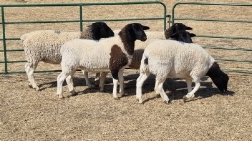 5X DORPER EWE DWP DU TOIT