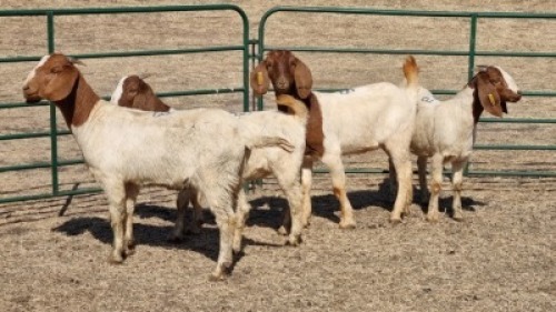 4X BOERBOK DOE JUAN VAN TONDER
