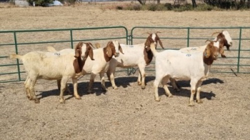 5X BOERBOK DOE JUAN VAN TONDER