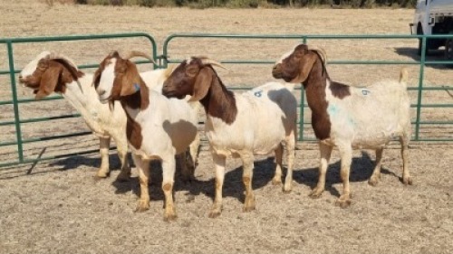 4X BOERBOK DOE JUAN VAN TONDER
