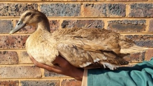 1X DUCK FEMALE LIVESTOCK 88 84 (PTY) LTD.