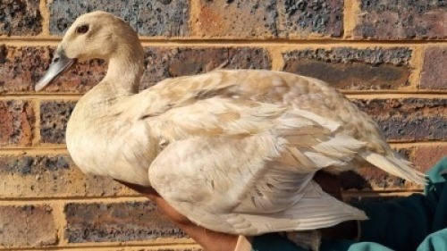 1X DUCK FEMALE LIVESTOCK 88 84 (PTY) LTD.