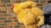 2X CHICKEN MALE & FEMALE HANNES VAN STADEN