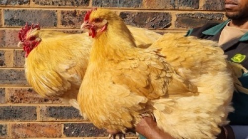 2X CHICKEN MALE & FEMALE HANNES VAN STADEN