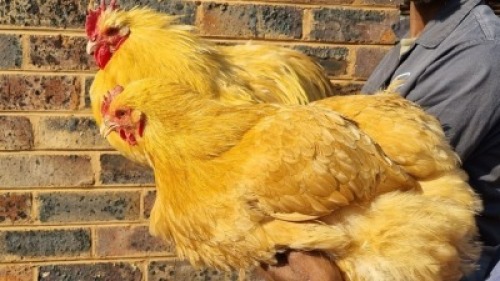 2X CHICKEN MALE & FEMALE HANNES VAN STADEN