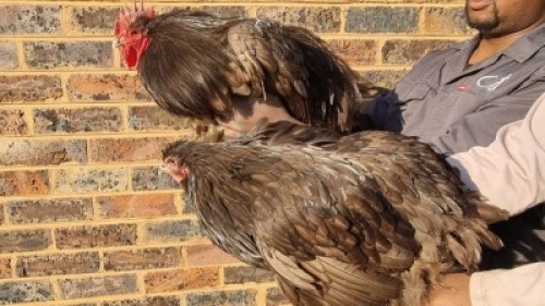 2X CHICKEN MALE & FEMALE HANNES VAN STADEN