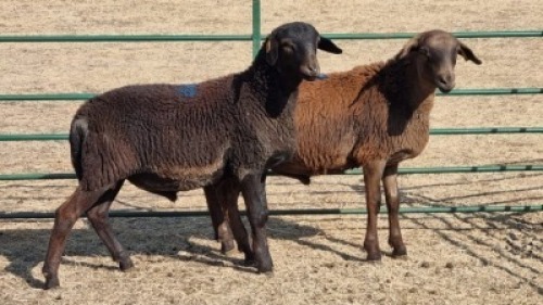 2X MEATMASTER RAM TEMBA LANGA / JUAN GRANT