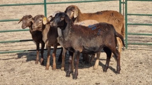 5X MEATMASTER RAM TEMBA LANGA / JUAN GRANT