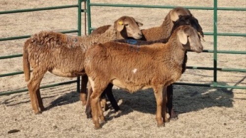 4X MEATMASTER EWE TEMBA LANGA / JUAN GRANT