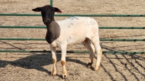 1X DORPER EWE JUNKER BOERDERY