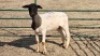 1X DORPER EWE JUNKER BOERDERY