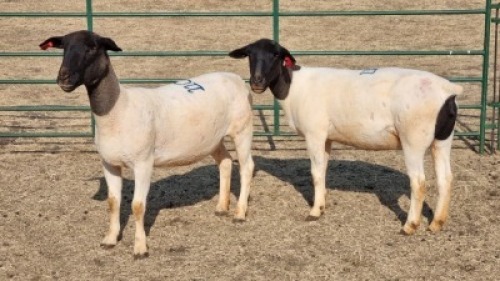 2X DORPER EWE JUNKER BOERDERY