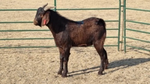 1X CAPE LOB EAR BUCK SHEFA BESBOSMARA