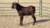 1X CAPE LOB EAR BUCK SHEFA BESBOSMARA
