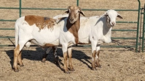 2X MEATMASTER RAM SHEFA BESBOSMARA