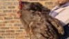 2X CHICKEN MALE & FEMALE HANNES VAN STADEN