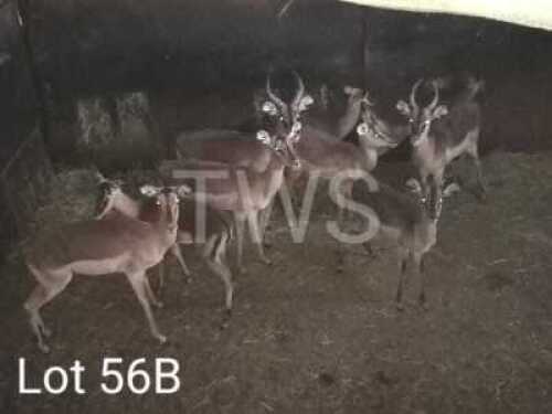M: 5 V/F: 4 T: 9 x Saddleback Leeuwdorings/Derdepoort (Pay per Piece to take the lot)