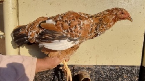 10X CHICKEN FEMALE WIAN NEL