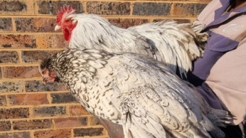 2X CHICKEN MALE & FEMALE HANNES VAN STADEN