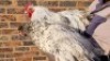 2X CHICKEN MALE & FEMALE HANNES VAN STADEN