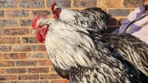 2X CHICKEN MALE HANNES VAN STADEN