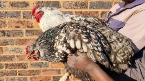 2X CHICKEN MALE & FEMALE HANNES VAN STADEN